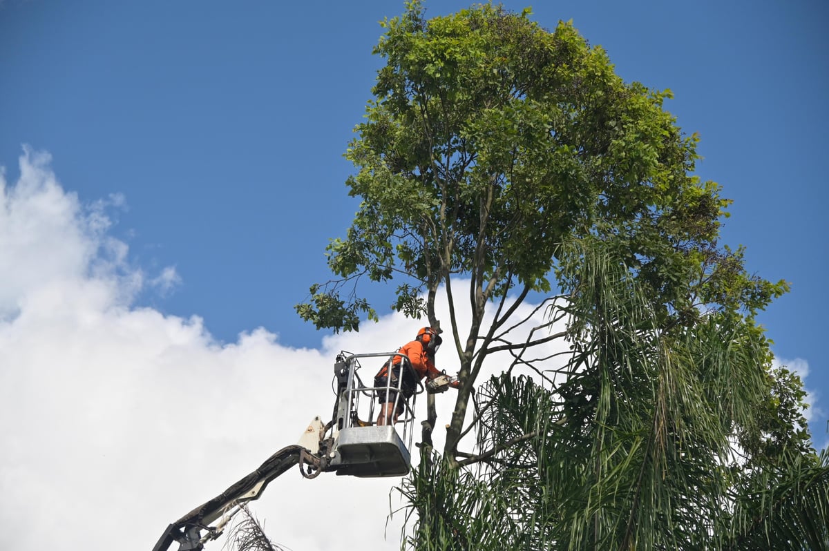 Arborist cutting a tree branch with a chainsaw from a truck-mounted lift